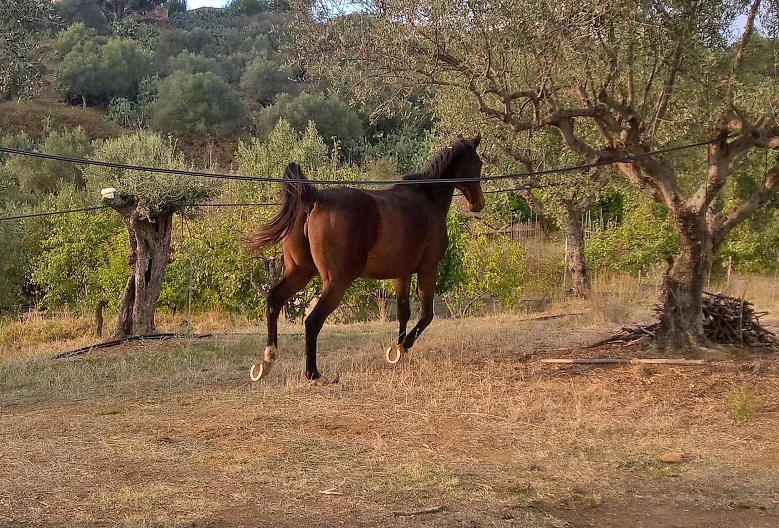 Ιππολύτη